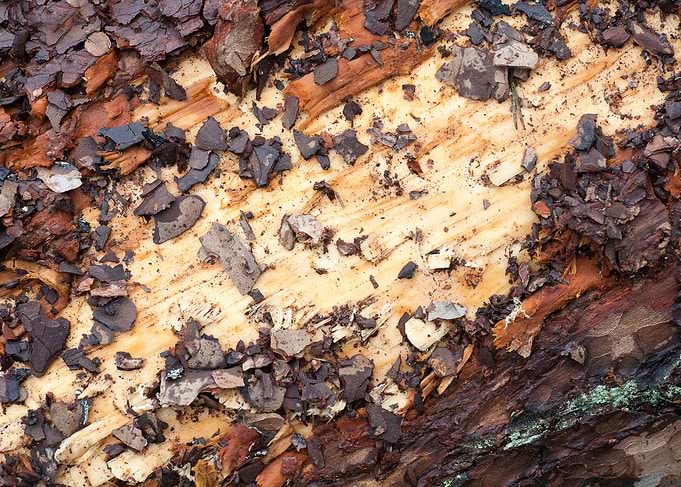 Wood macro trippy abstract