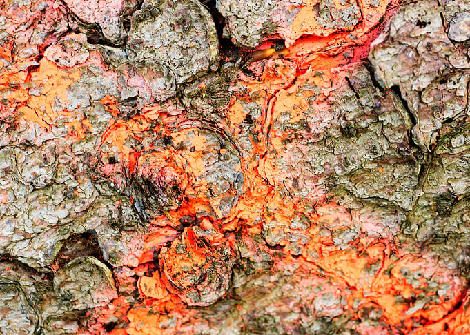 Wooden macro trippy prints