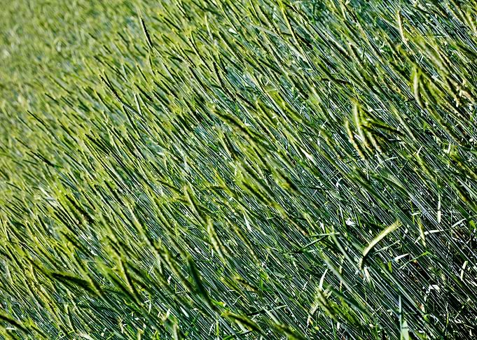 Green agricultural field