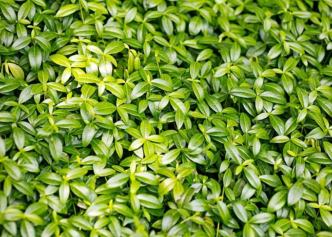 Green small leafs macro