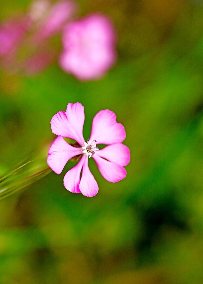 Purple wild flower
