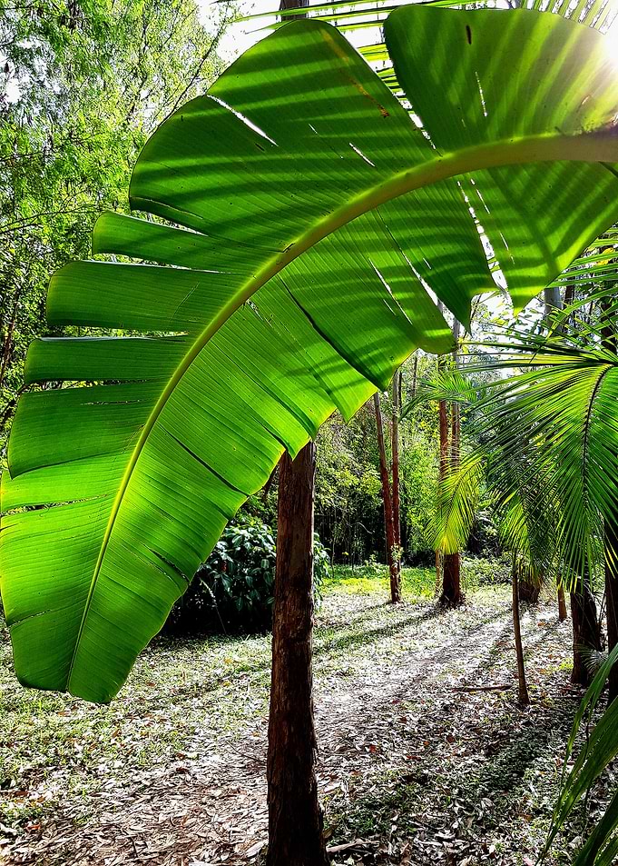 PALM LEAVES AND SUN