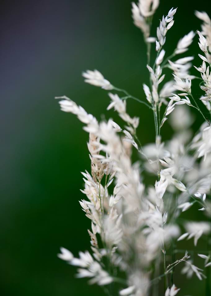 Holcus latanus wild flower