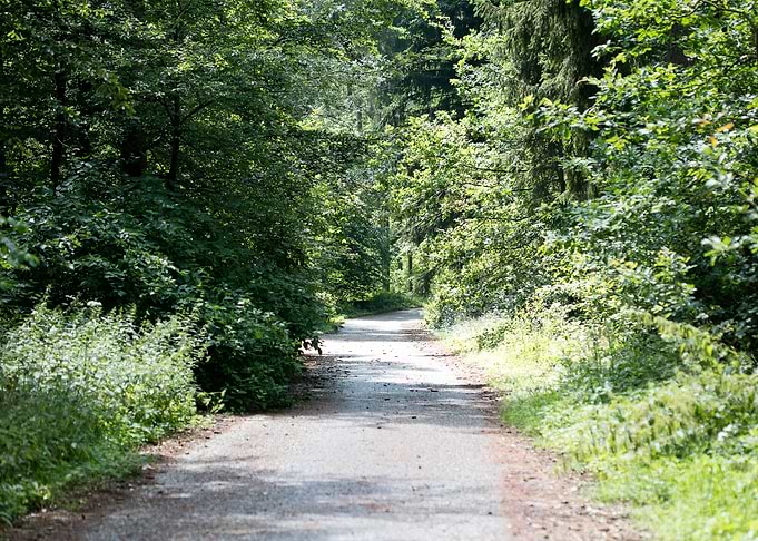 Wild Forest Background