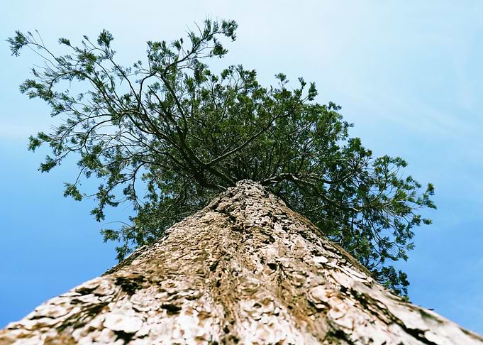 Tree 02