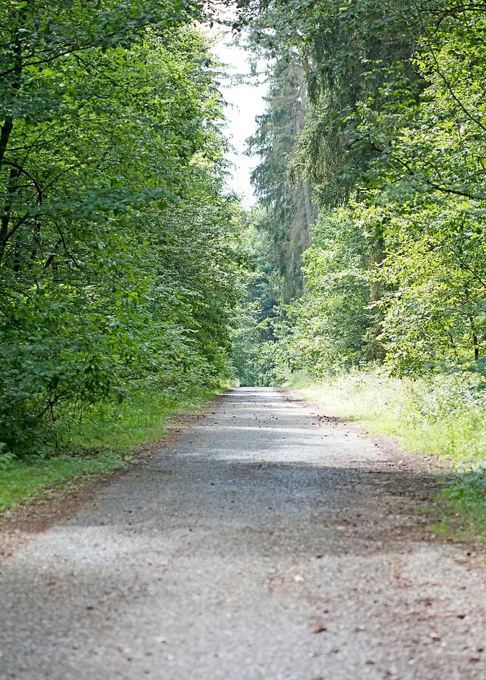 Wild Forest Background
