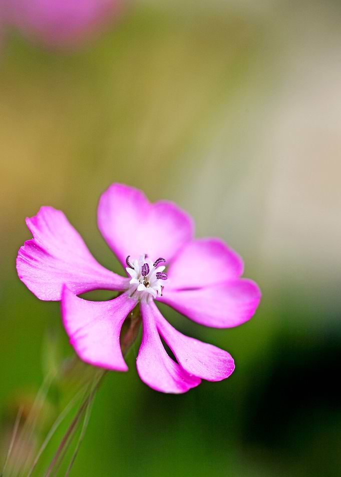 Purple wild flower