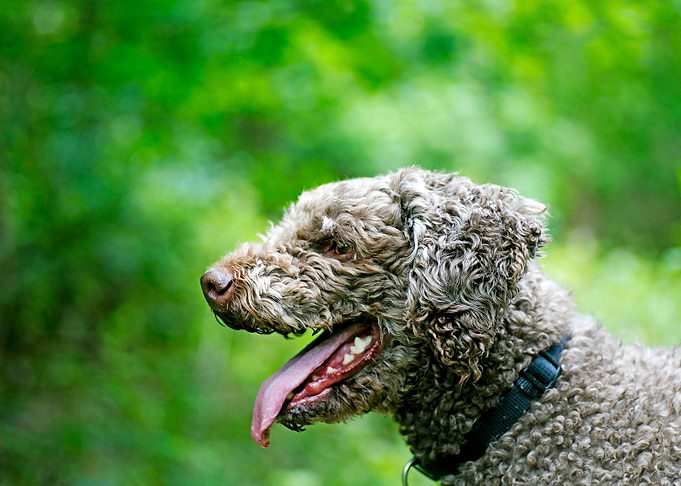 Lagotto Romagnolo portrait