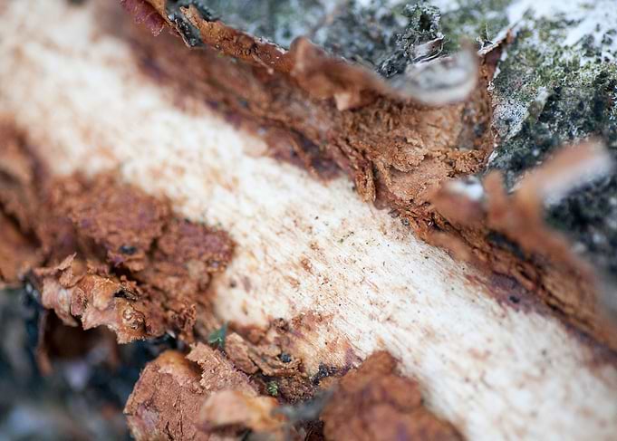 Wood macro trippy abstract