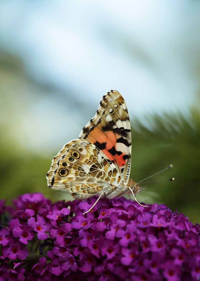 Butterfly on flowers