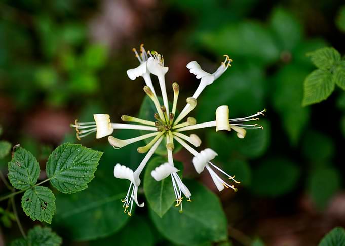 Lonicera etrusca santi