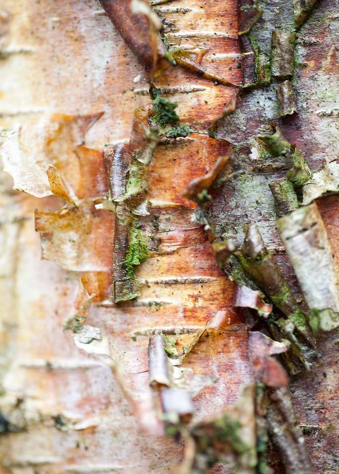 Wood macro trippy abstract