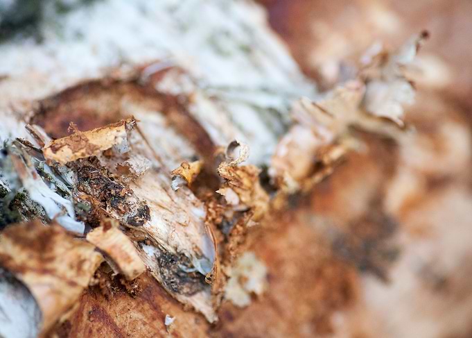 Wood macro trippy abstract