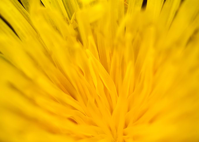 Taraxacum wild flower