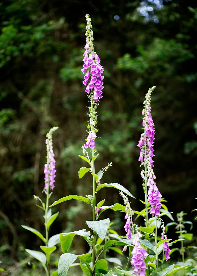 Purpurea digitalis flower