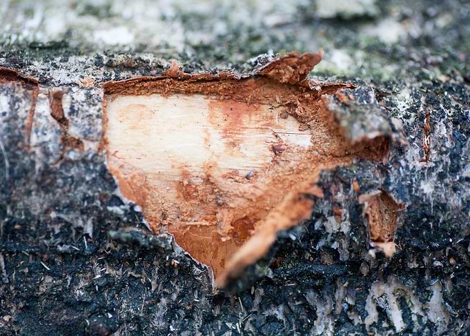 Wood macro trippy abstract