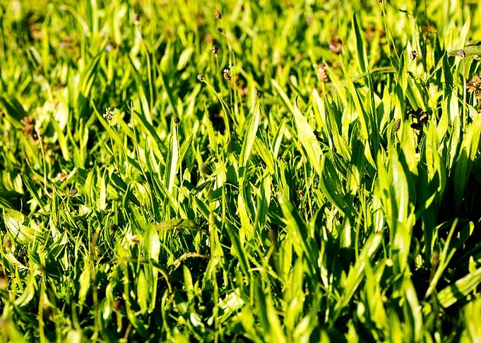 Green leafs macro fine art
