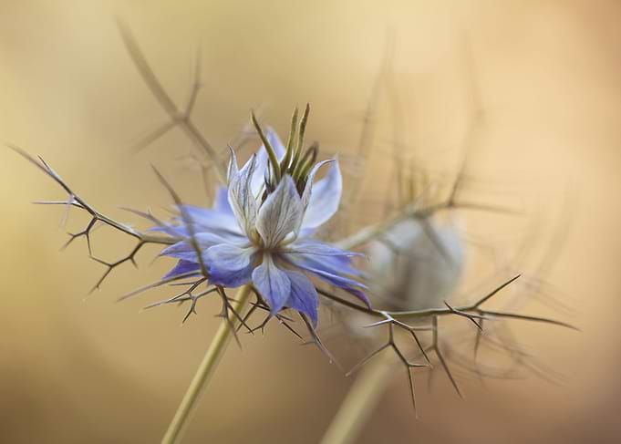 Blue Nigella