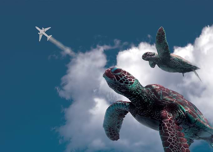 Turtles