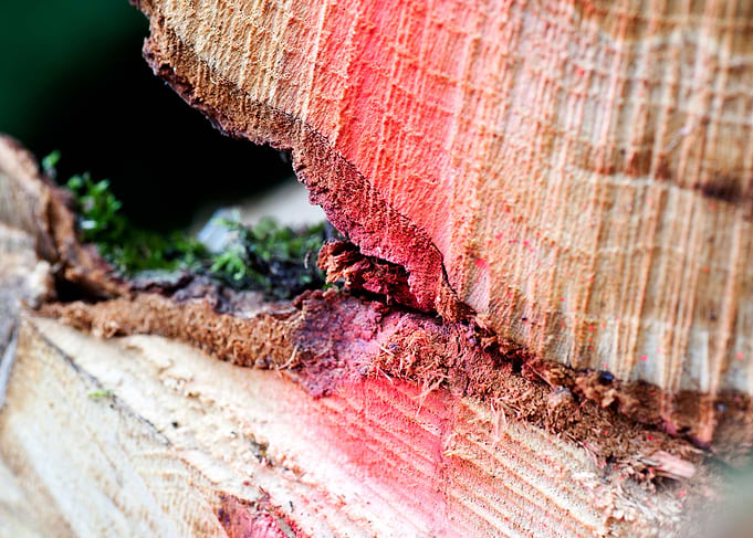 Wood macro trippy abstract