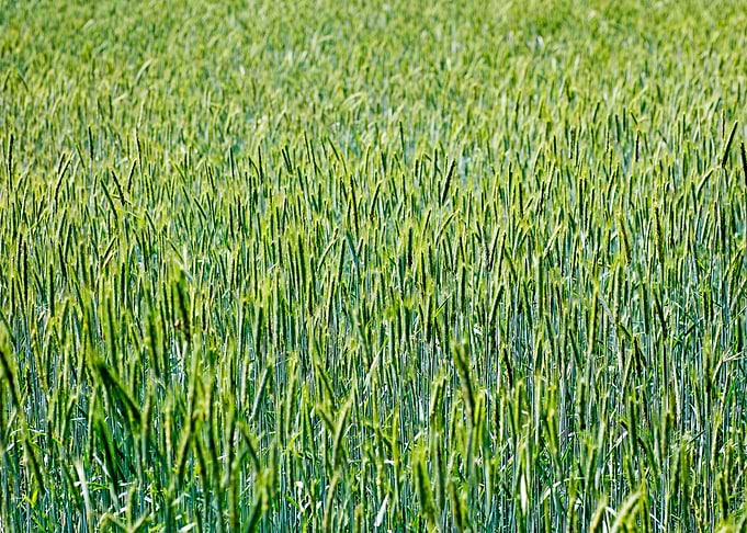 Green agricultural field