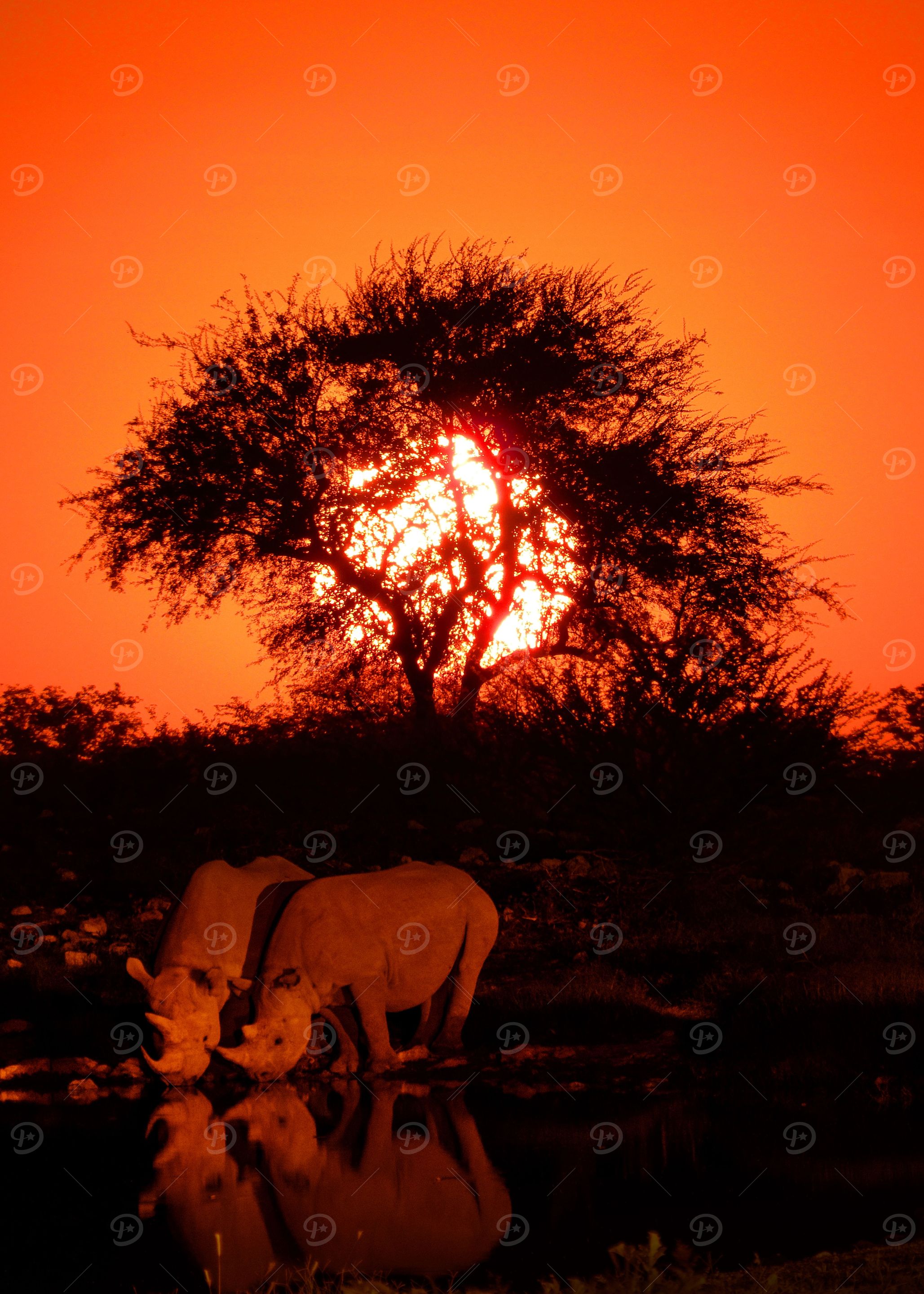 sunset with rhinos