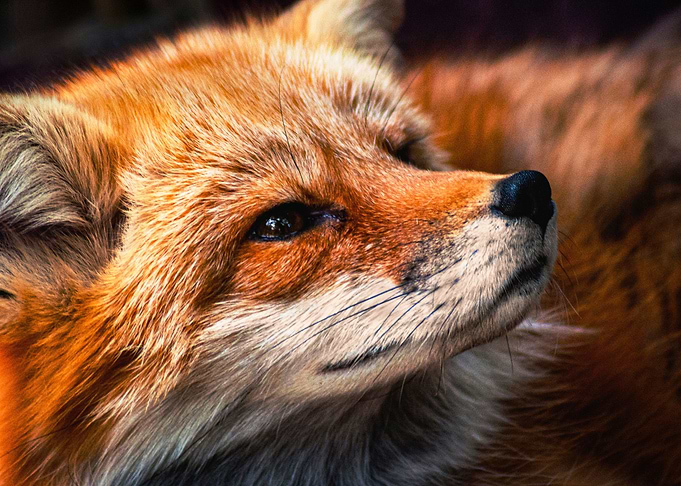 Pippin the Fox