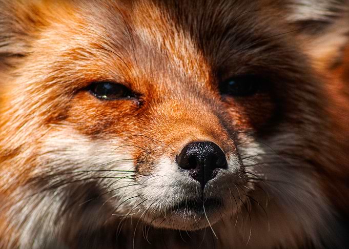 Fox Profile