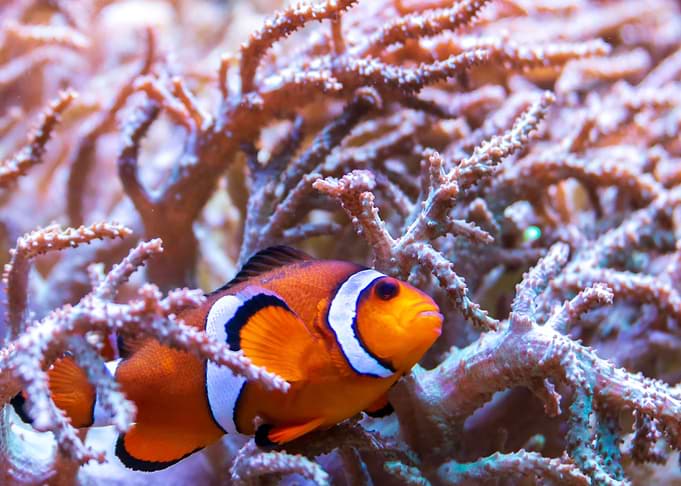 Nemo