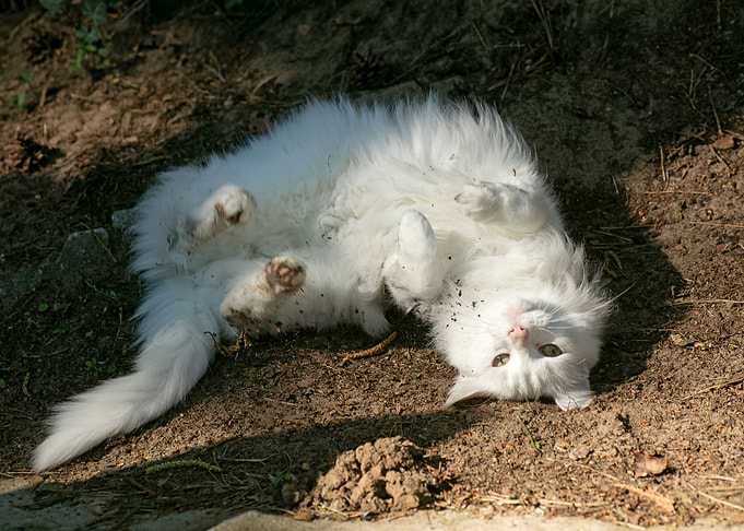 White cat portrait prints