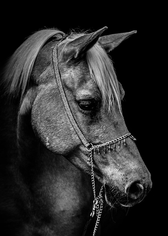 Horse face poster