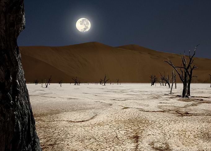 dead fly full moon