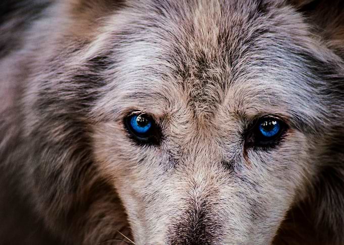 Wolves Eyes in a Profile
