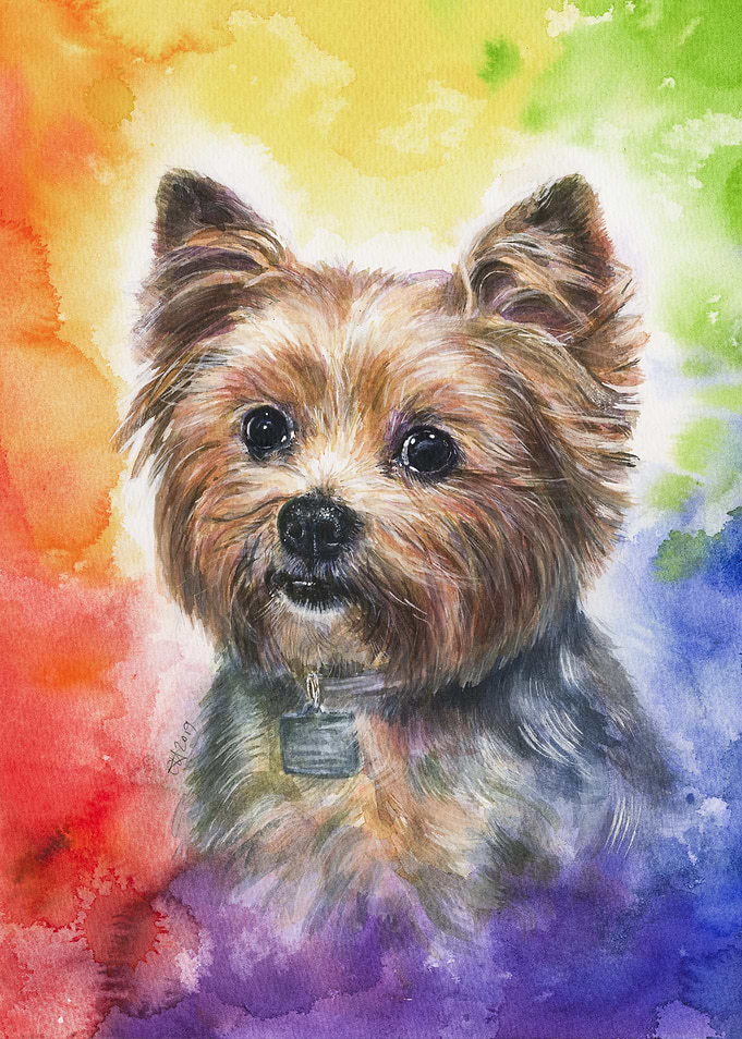 Fifi the Yorkie