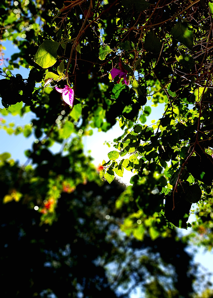 SUNNY DAY