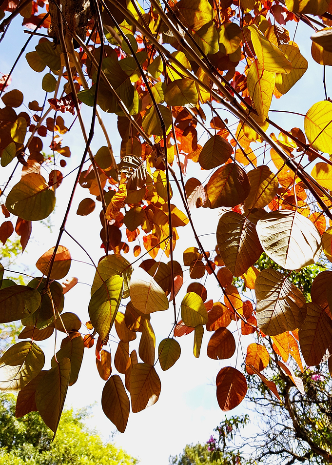 LEAVES