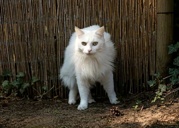 White cat portrait prints