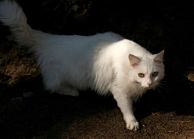 White cat portrait prints