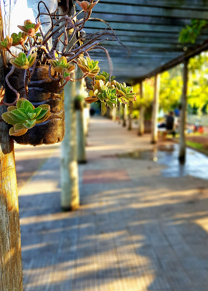 JUICY LEAVES