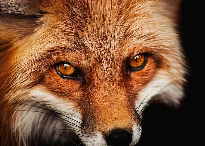 Eyes of the Vixen