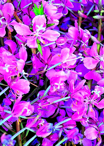 Floral purple background