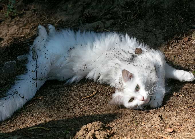 White cat portrait prints
