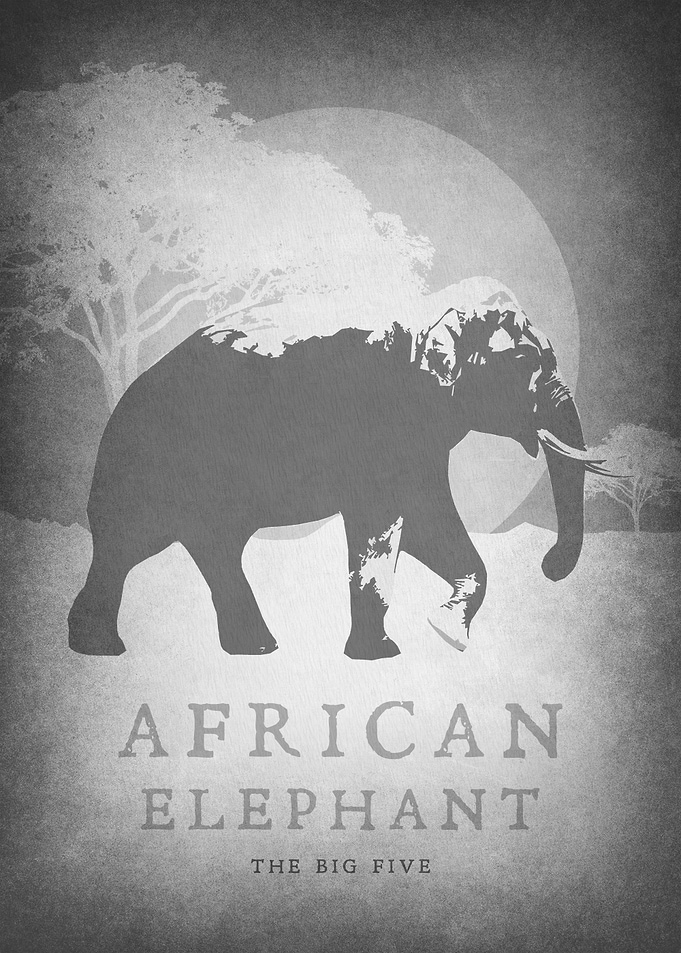 African Elephant