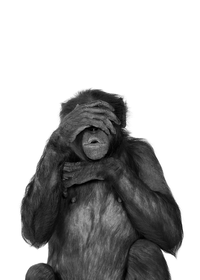 See no evil monkey