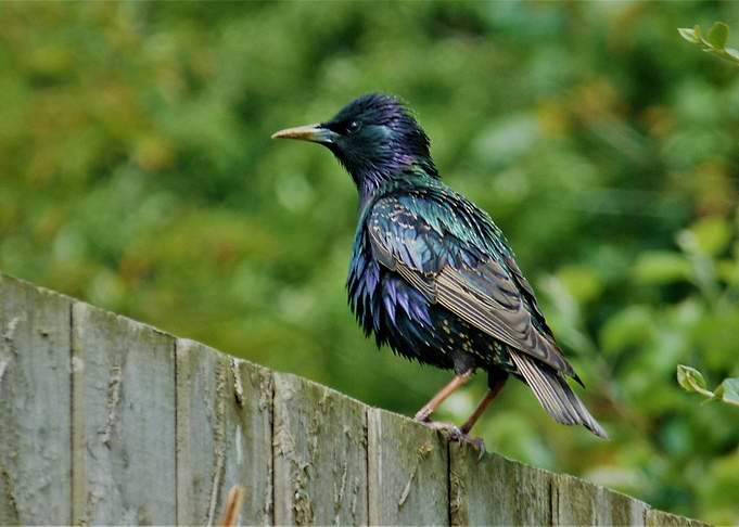 Starling