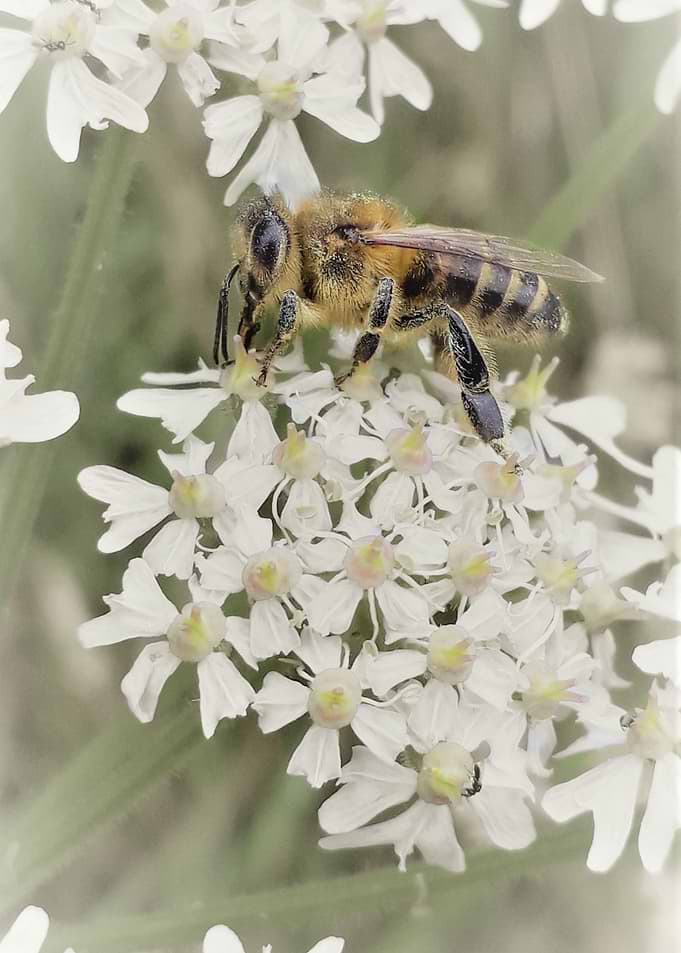 HoneyBee