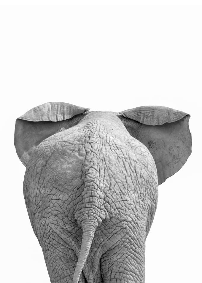 Elephant tail
