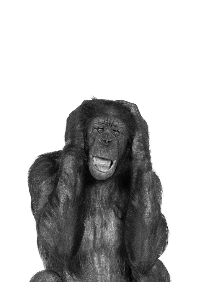 Hear no evil monkey