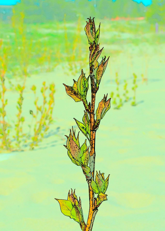 first leaves