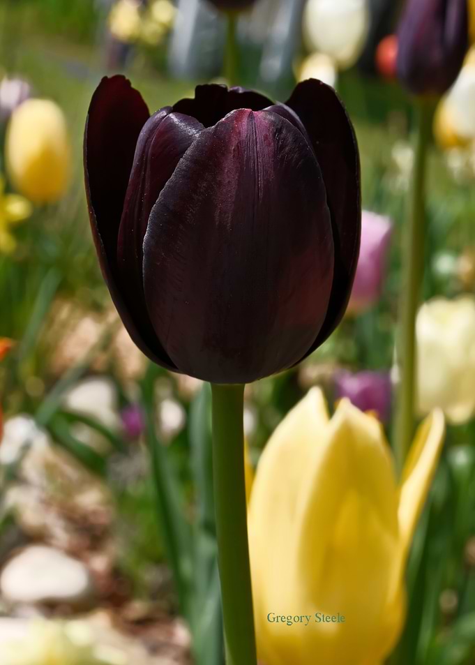 Wine Tulip